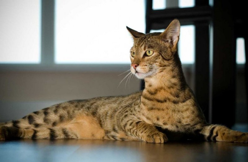 Саванна кошка
