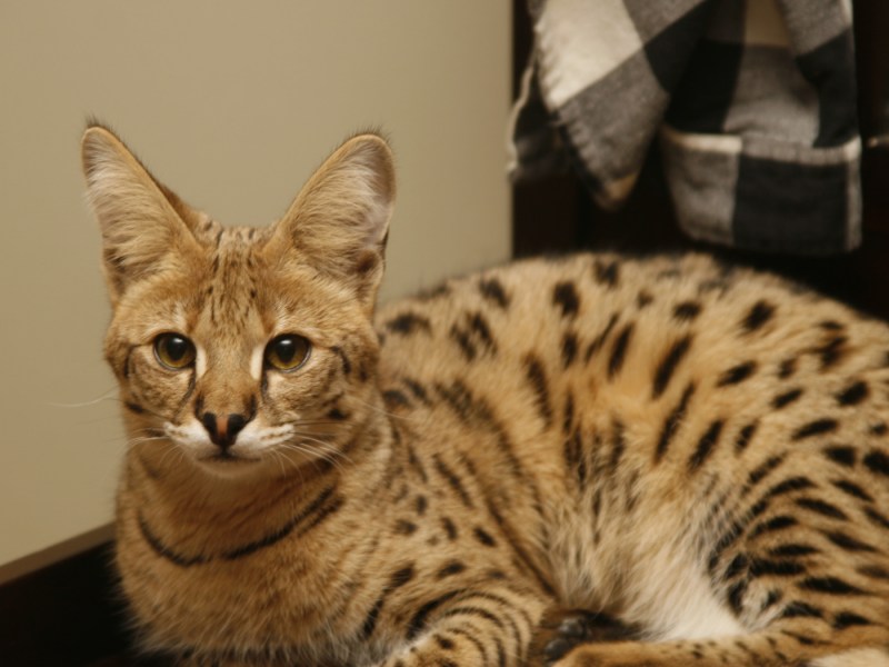 Саванна Ашера кошка
