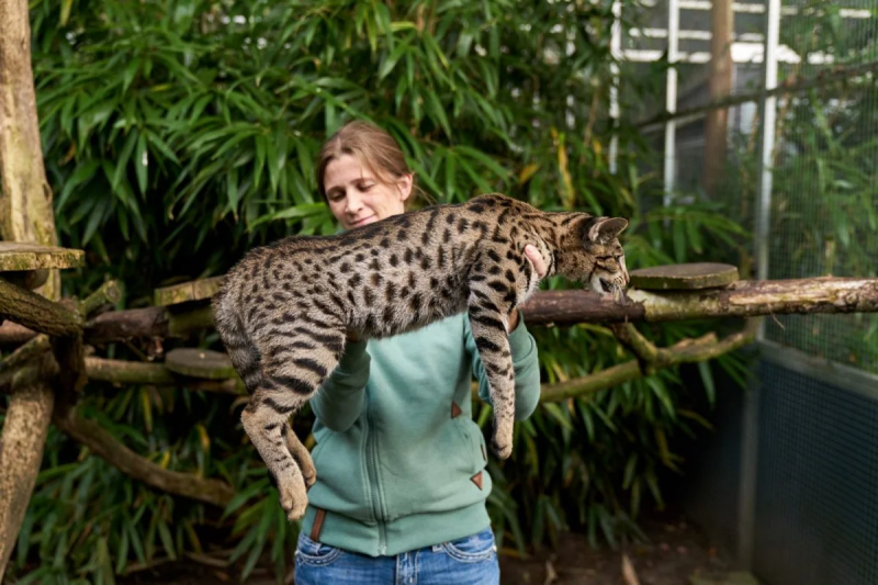 Саванна кошка