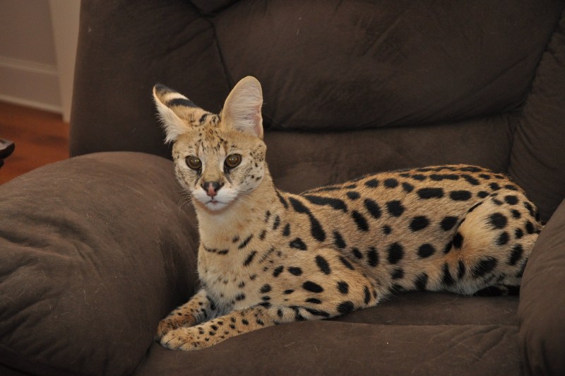 Саванна кошка