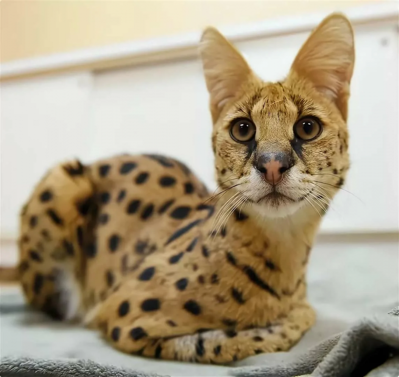 Котята породы Королевский Ашер