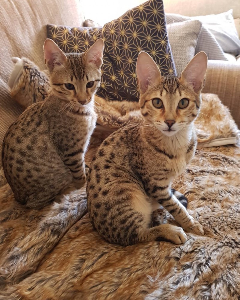 Кошка Ашера