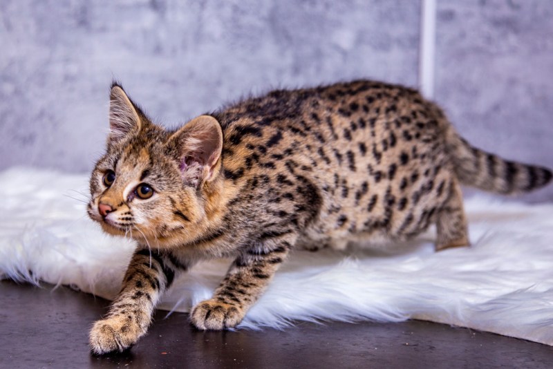 Саванна кошка
