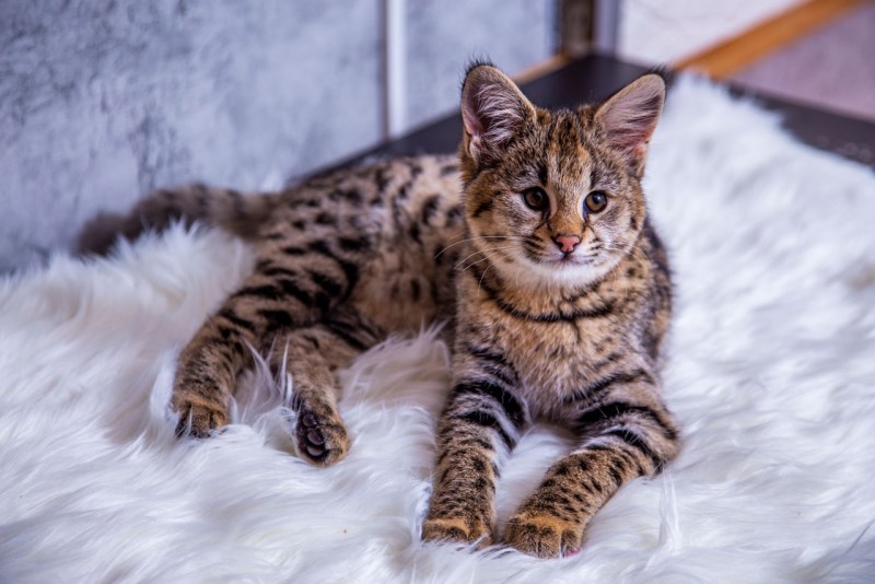 Кот породы Ашера