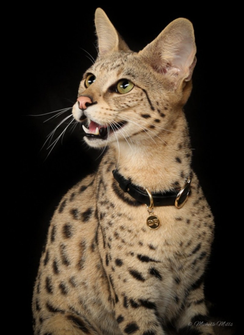 Саванна кошка