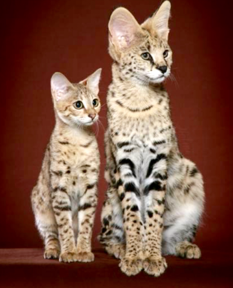 Кошка Ашера
