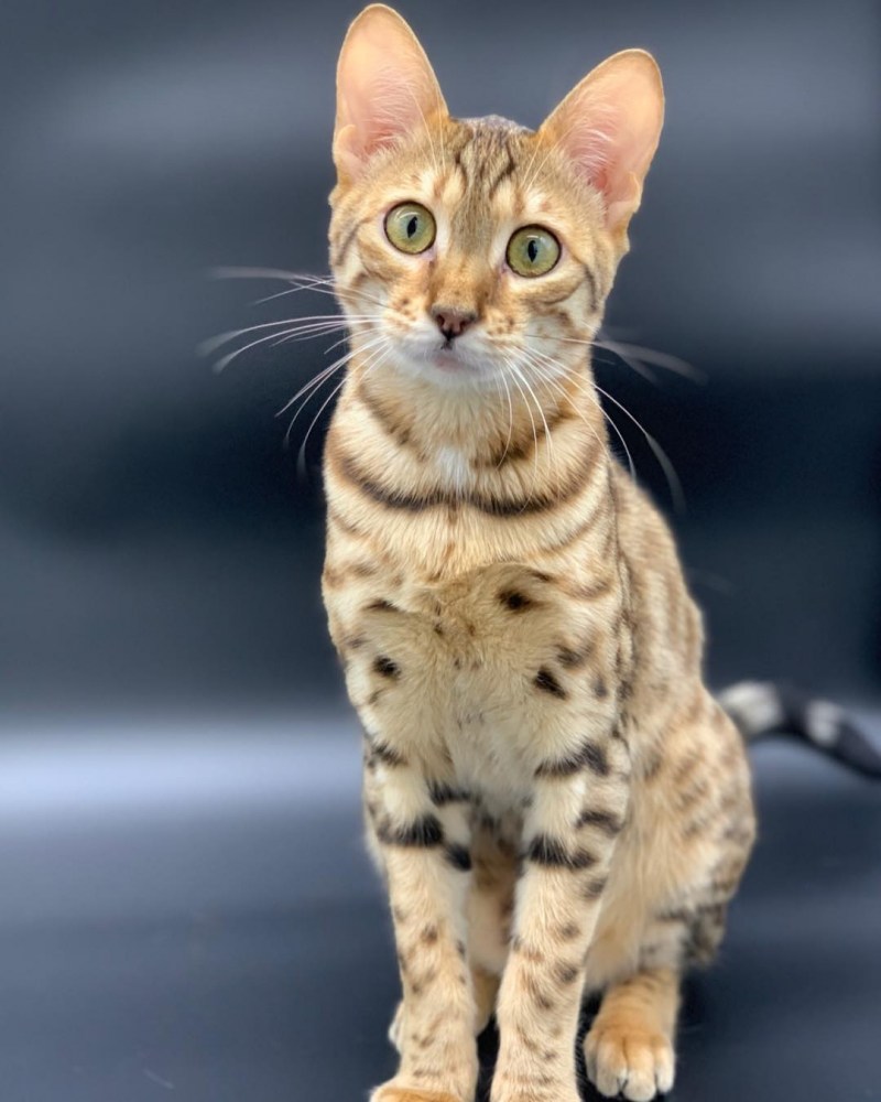 Кот Саванна Ашера