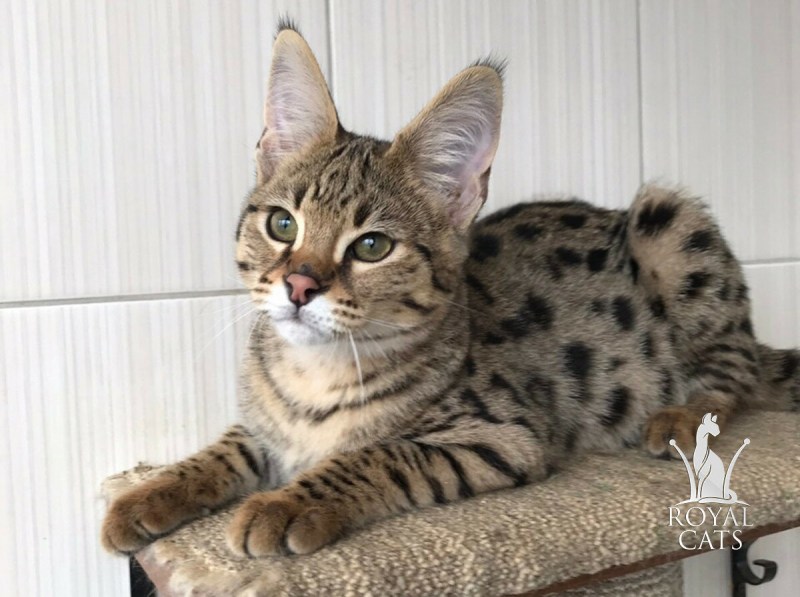 Кошка Ашера Снежная