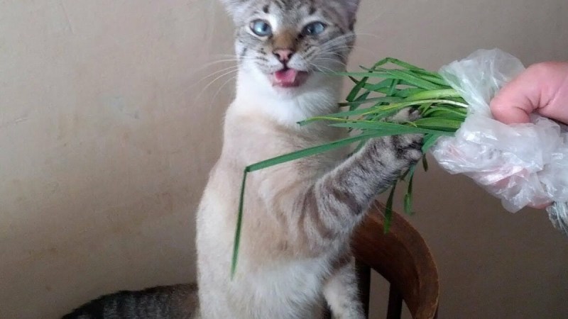 Кот с луком