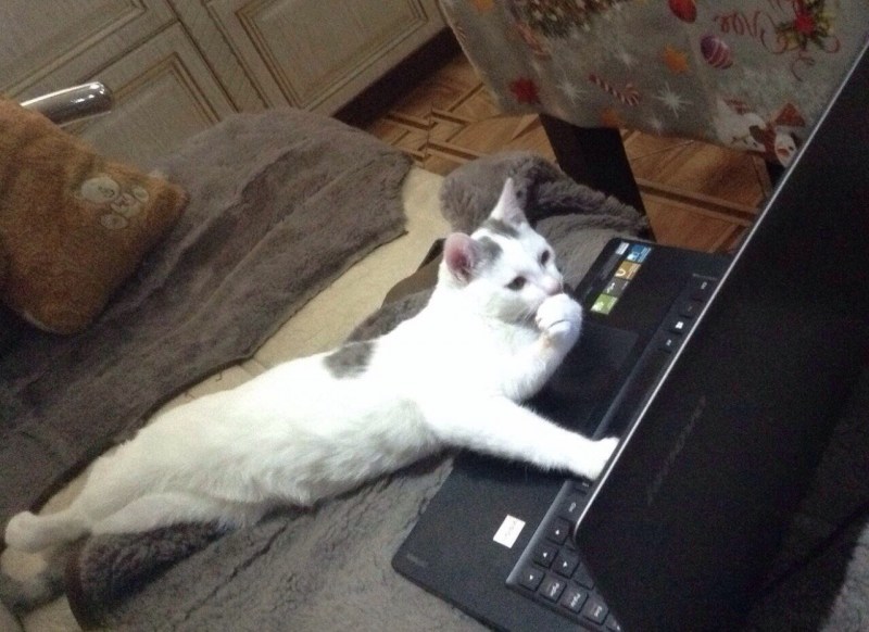 Котики смешно до слез