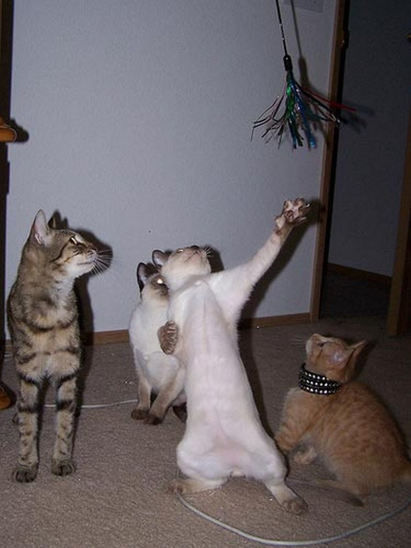 Коты зажигают