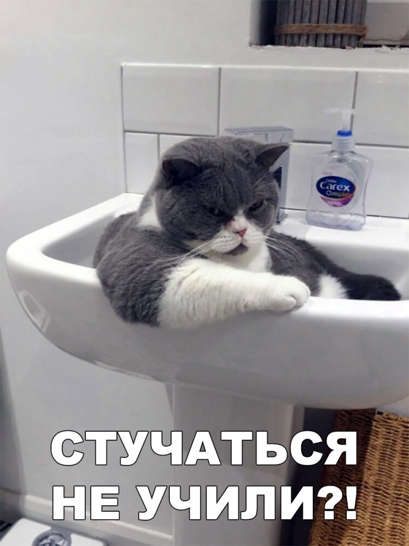 Приколы кошки до слез