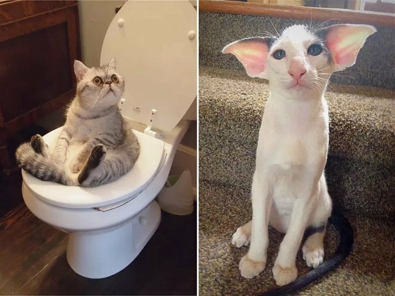 Смешные коты до слееес