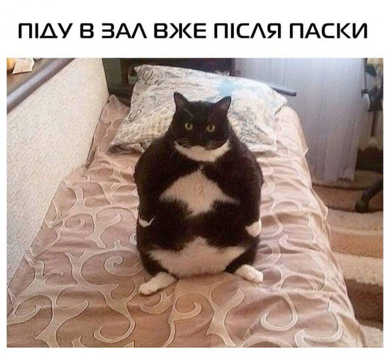 Жирные коты мемы