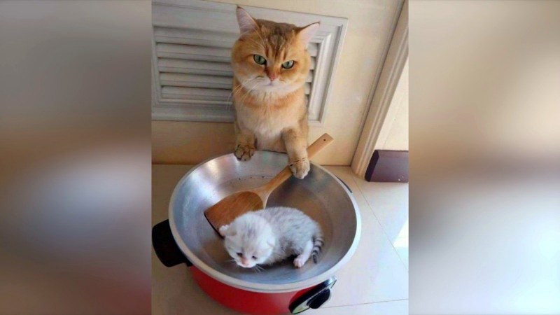 Смешные коты до слёз