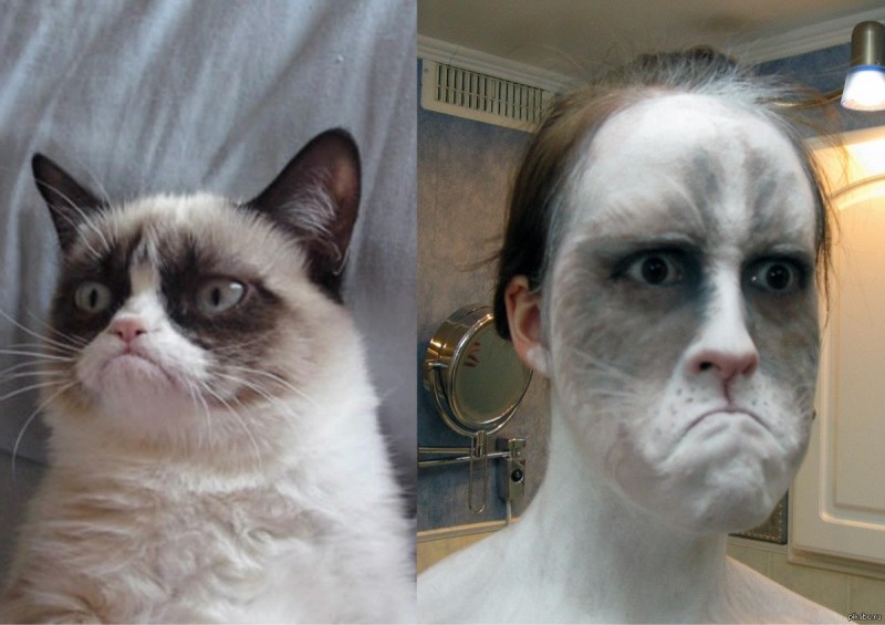 Коты угар