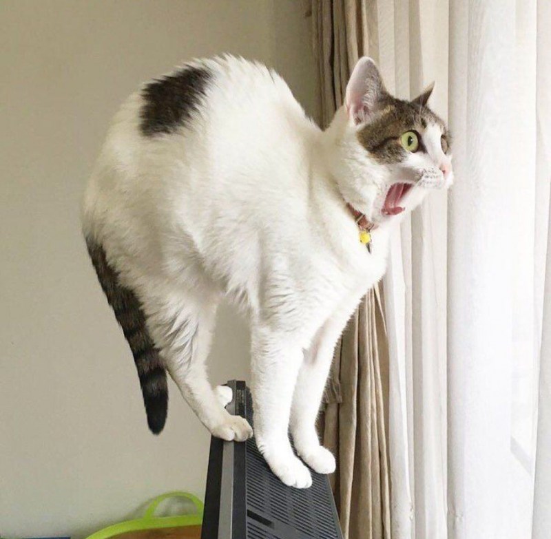 Кошка ржака