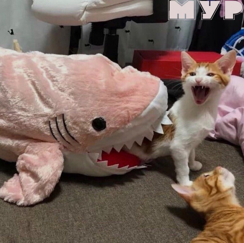 Смешной кот до слёз