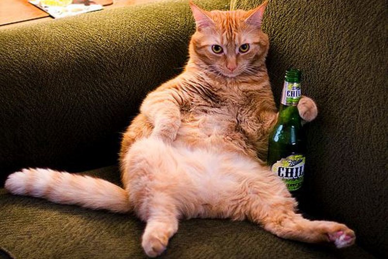Угарные коты