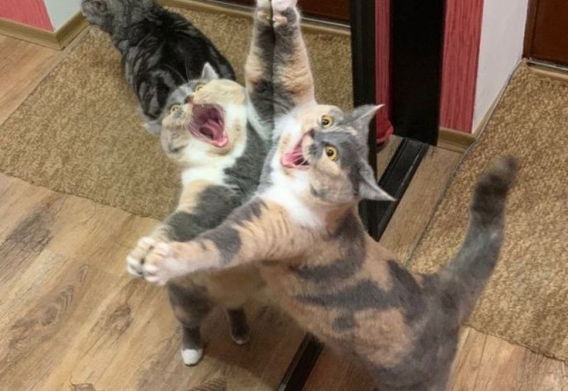 Смешные коты до слёз