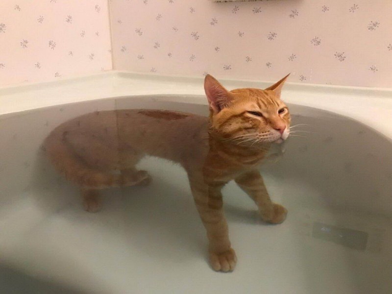 Коты приколы смешно до слёз