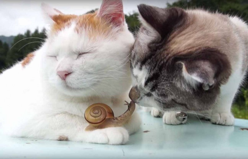 Смешные коты и кошки до слёз