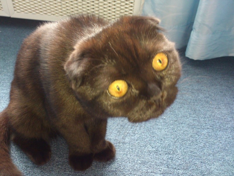 Коты ржачные до слез
