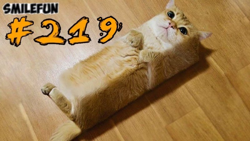 Смешные котята до слёз