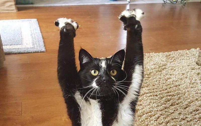 Котик с поднятой лапой