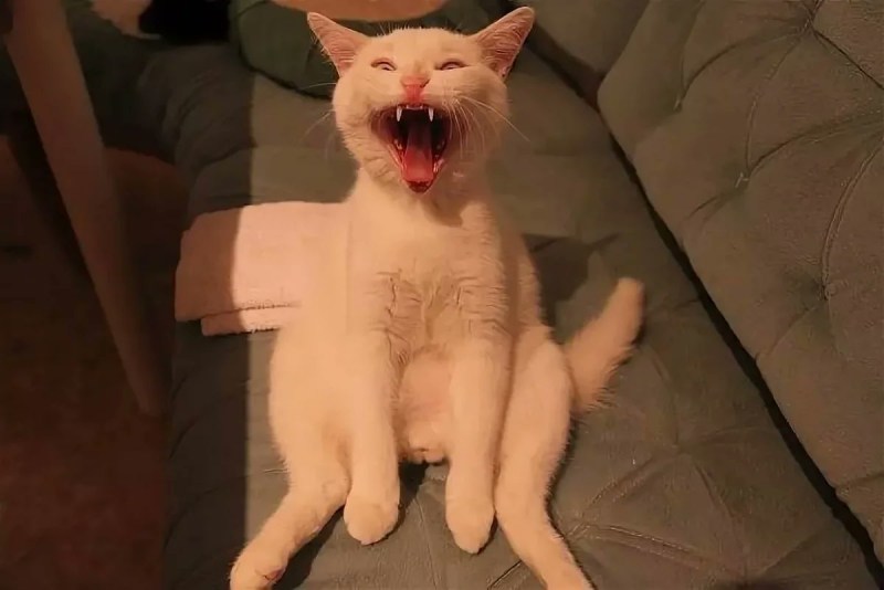 Кот угар