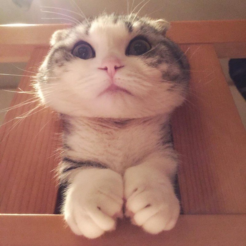 Смешные котята до слёз