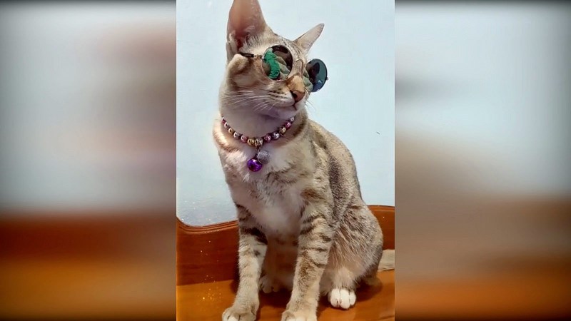Коты до слез