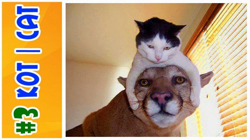 Приколы с котами
