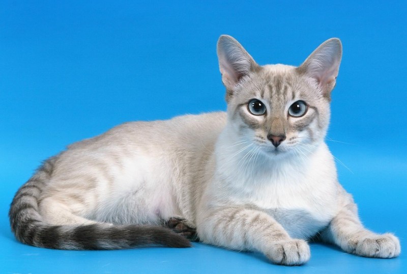 Тайская кошка Блю Пойнт