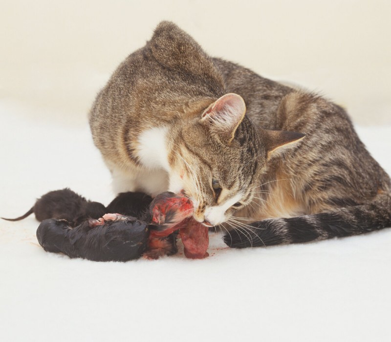 Кошка с новорожденными котятами