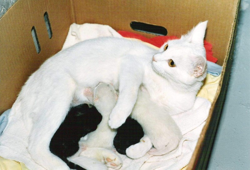 Кошка с новорожденными котятами