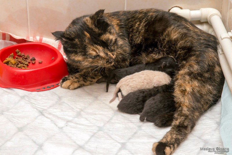 Кошка с новорожденными котятами