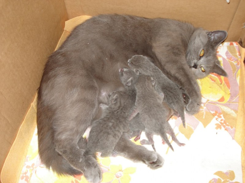 Кошка с новорожденными котятами
