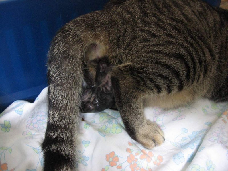 Кошка с котятами в коробке