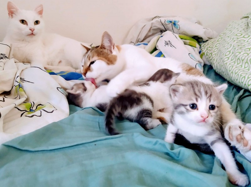 Кошка и молоко