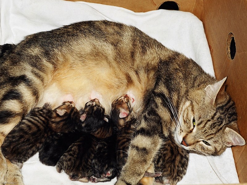 Кошка родившая 10 котят