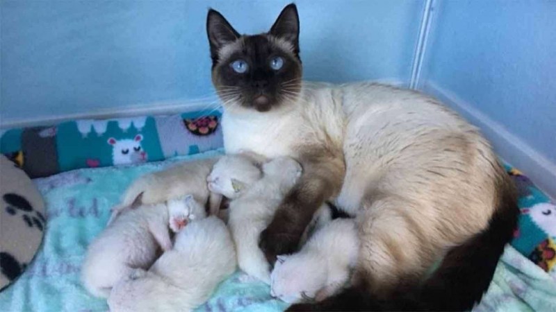 Беременная кошка с котятами