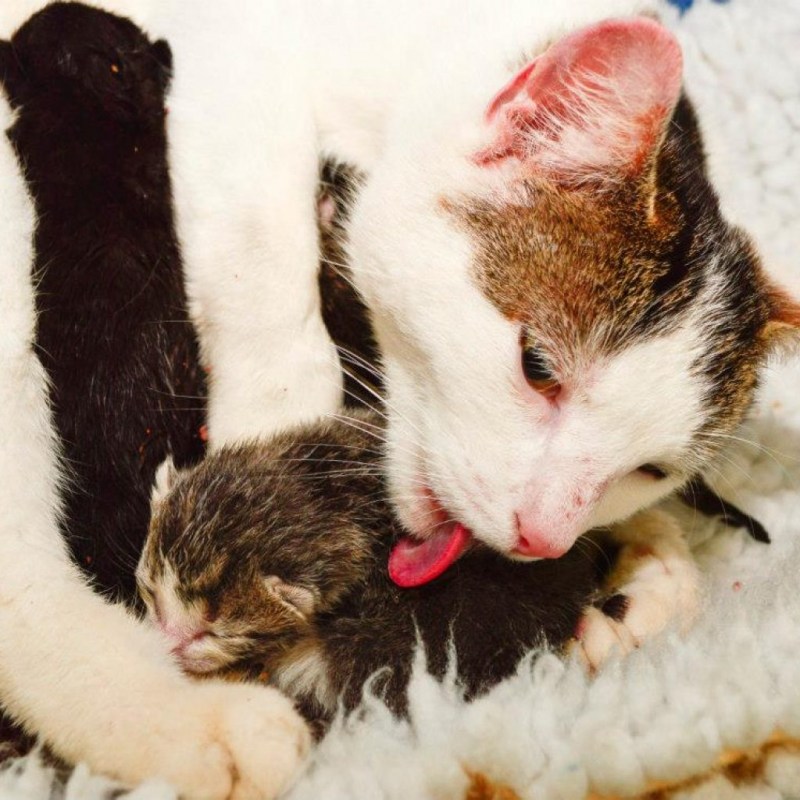 Кошка кормит котят