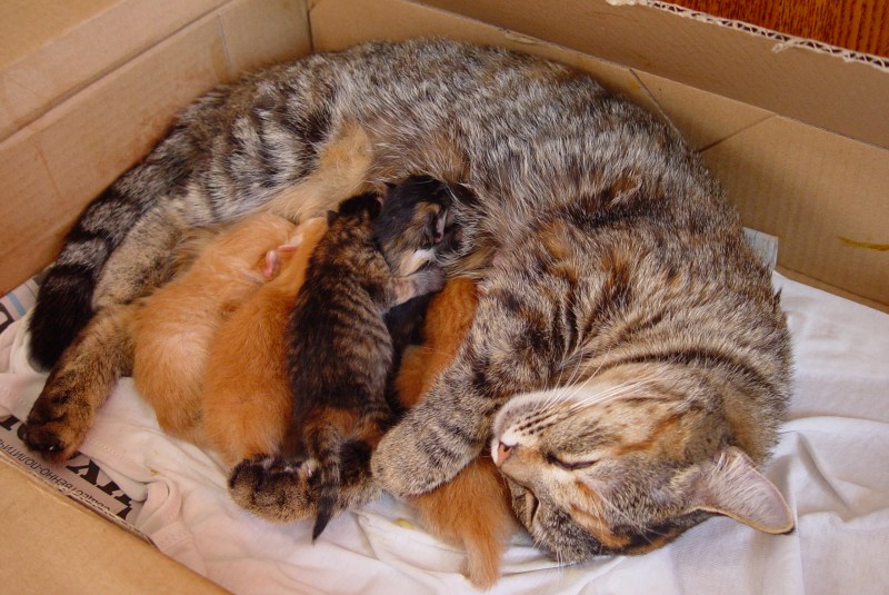 Кошка с родившимися котятами