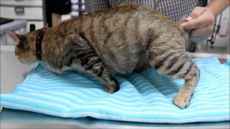 Беременная кошка с котятами