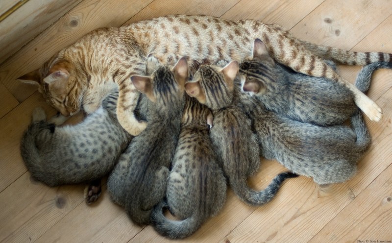 Сиамские котята рождаются