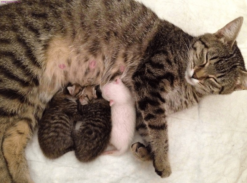 Кошка с новорожденными котятами