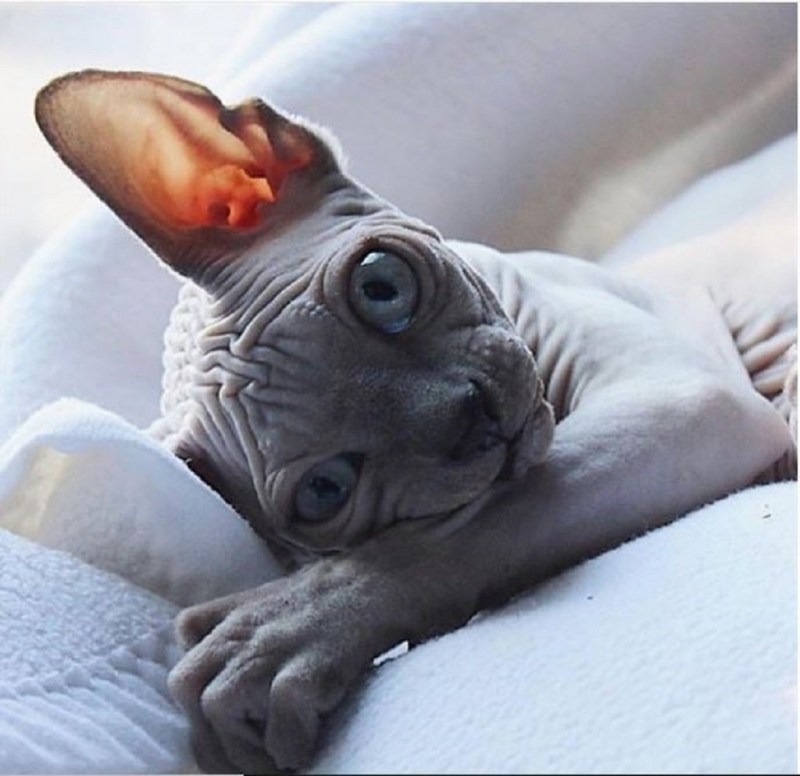 Коты сфинксы