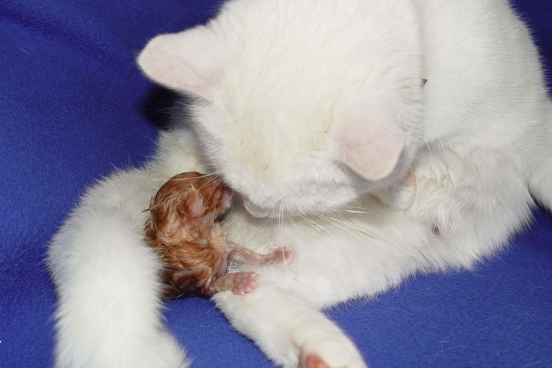 Кошка с новорожденными котятами