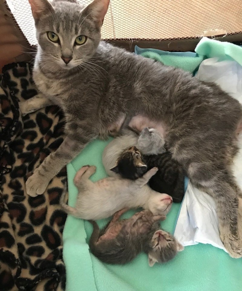 Кошка окотилась